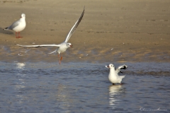 20181229_moliets_mouettes_0008