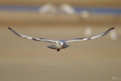 20181229_moliets_mouettes_0009