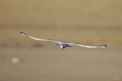 20181229_moliets_mouettes_0019