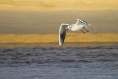 20181229_moliets_mouettes_0070