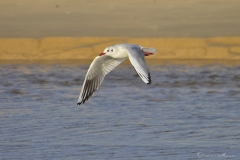 20181229_moliets_mouettes_0071