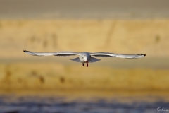 20181229_moliets_mouettes_0079