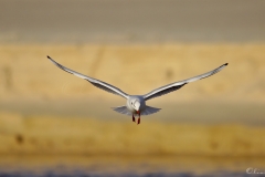 20181229_moliets_mouettes_0080