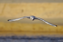 20181229_moliets_mouettes_0081