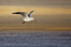 20181229_moliets_mouettes_0085