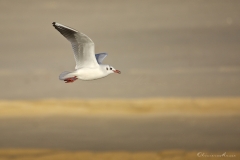 20181229_moliets_mouettes_0088