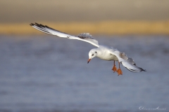 20181229_moliets_mouettes_0095