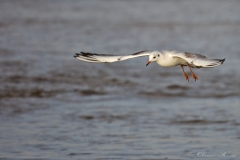 20181229_moliets_mouettes_0099