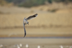 20181229_moliets_mouettes_0129