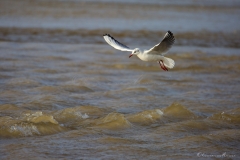 20181229_moliets_mouettes_0143