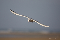 20181229_moliets_mouettes_0184