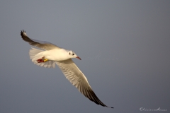 20181229_moliets_mouettes_0187