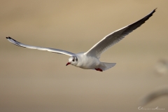 20181229_moliets_mouettes_0195