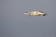 20181229_moliets_mouettes_0219