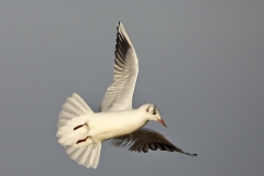 20181229_moliets_mouettes_0222