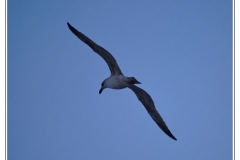 Capbreton - Mouette