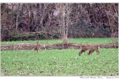 Chevreuils, Faisans...