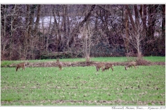 Chevreuils, Faisans...