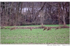 Chevreuils, Faisans...