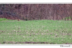 Chevreuils, Faisans...