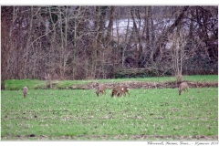 Chevreuils, Faisans...