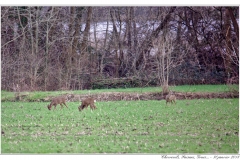 Chevreuils, Faisans...