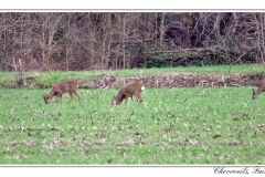 Chevreuils, Faisans...
