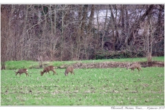 Chevreuils, Faisans...