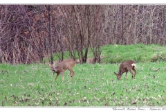 Chevreuils, Faisans...