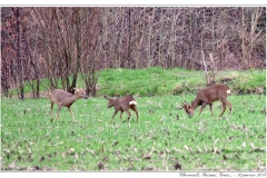 Chevreuils, Faisans...