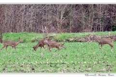 Chevreuils, Faisans...