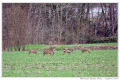 Chevreuils, Faisans...