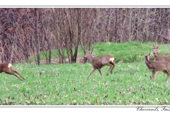 Chevreuils, Faisans...