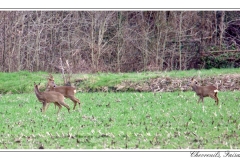 Chevreuils, Faisans...