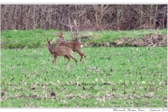 Chevreuils, Faisans...