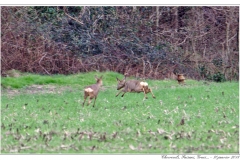 Chevreuils, Faisans...