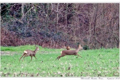 Chevreuils, Faisans...