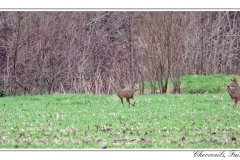 Chevreuils, Faisans...