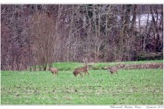 Chevreuils, Faisans...