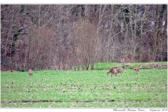 Chevreuils, Faisans...